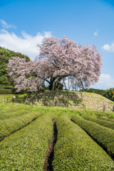 吉田の百年桜-1