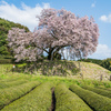 吉田の百年桜-1