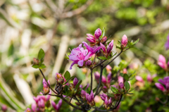 妙見岳のミヤマキリシマ-2