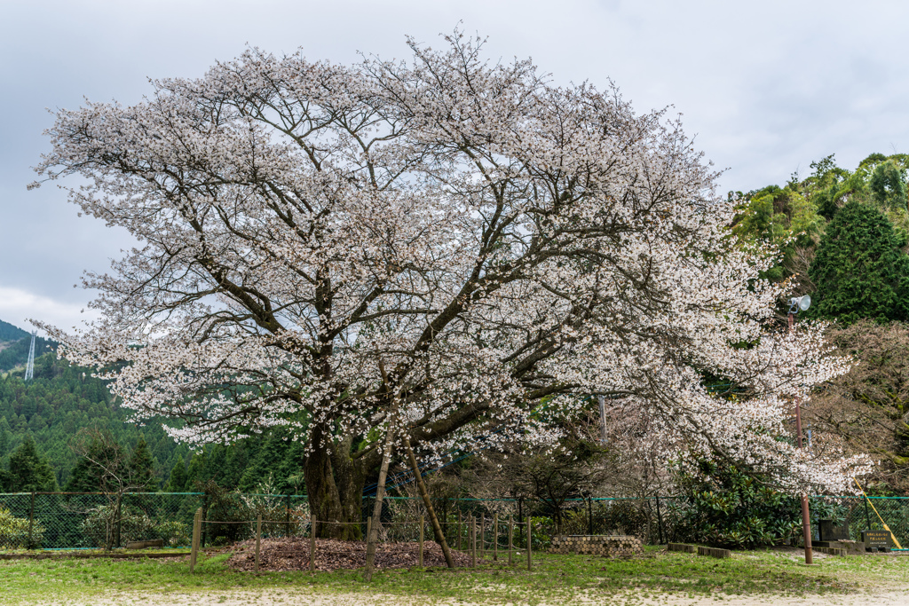 旧久保山分校の山桜-2