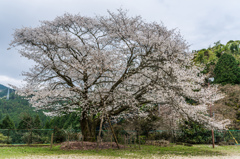 旧久保山分校の山桜-2