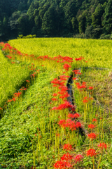 江里山の彼岸花-1