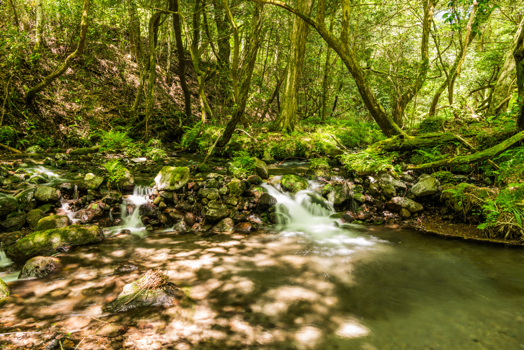 山吹水源の渓流