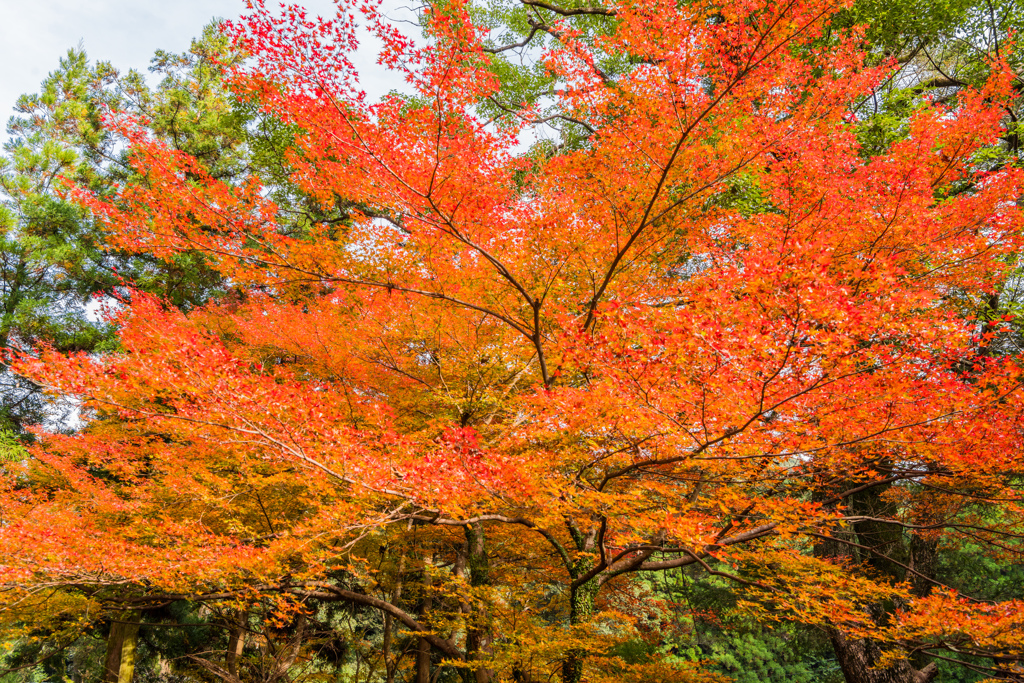 多久神社の紅葉-1
