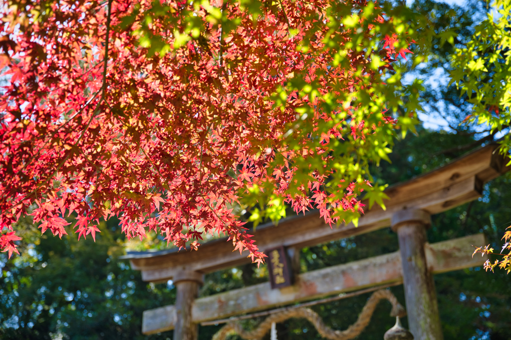 多久若宮八幡宮-2