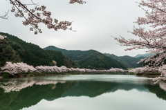 庭木ダムの桜-6