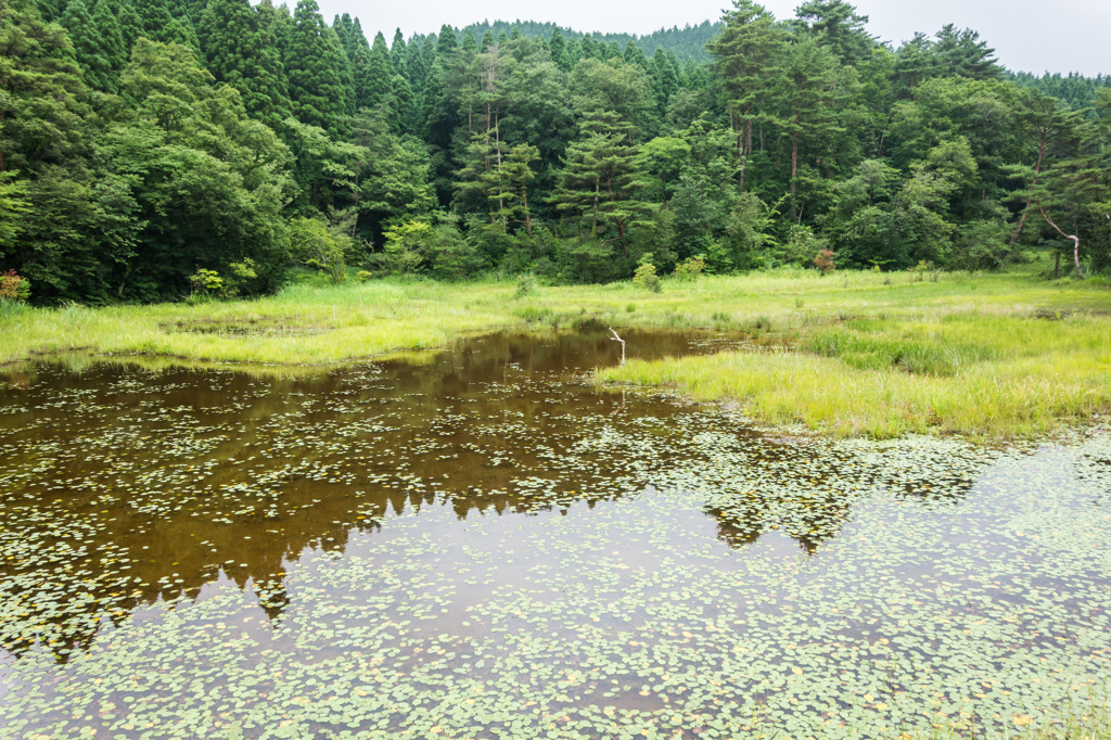 樫原湿原