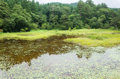 樫原湿原