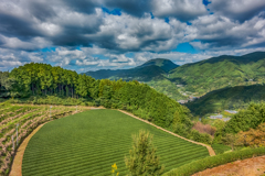 茶畑と浮嶽