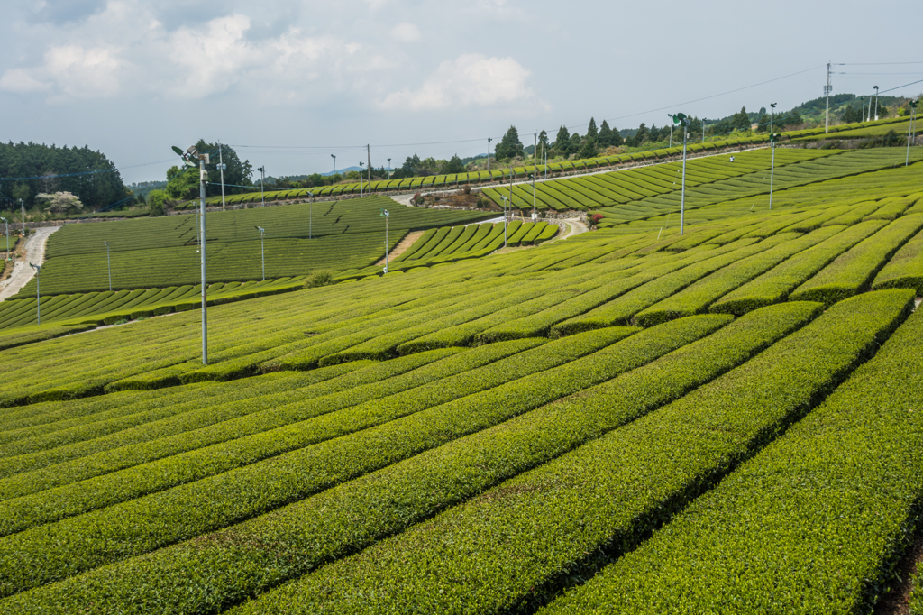 星野村の茶畑-2