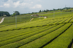星野村の茶畑-2