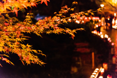 清水竹灯り-照らされる紅葉