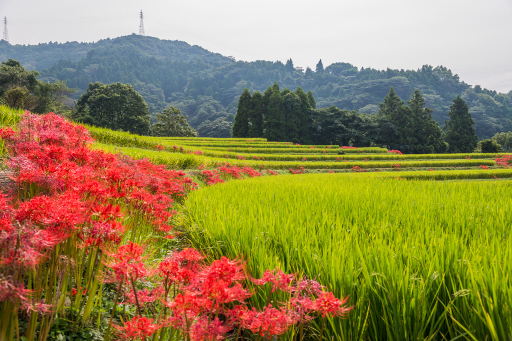 江里山の彼岸花-05