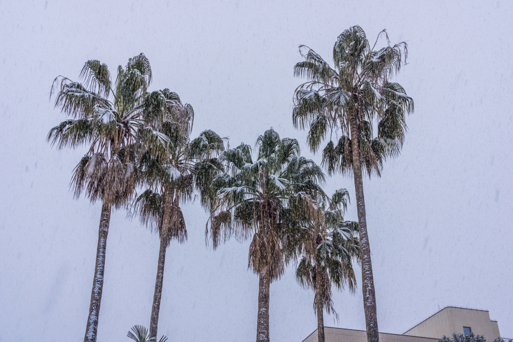 南国の雪-1