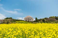 馬場の山桜-1