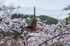 桜の向こうに多宝塔-1 桜の向こうに多宝塔-1