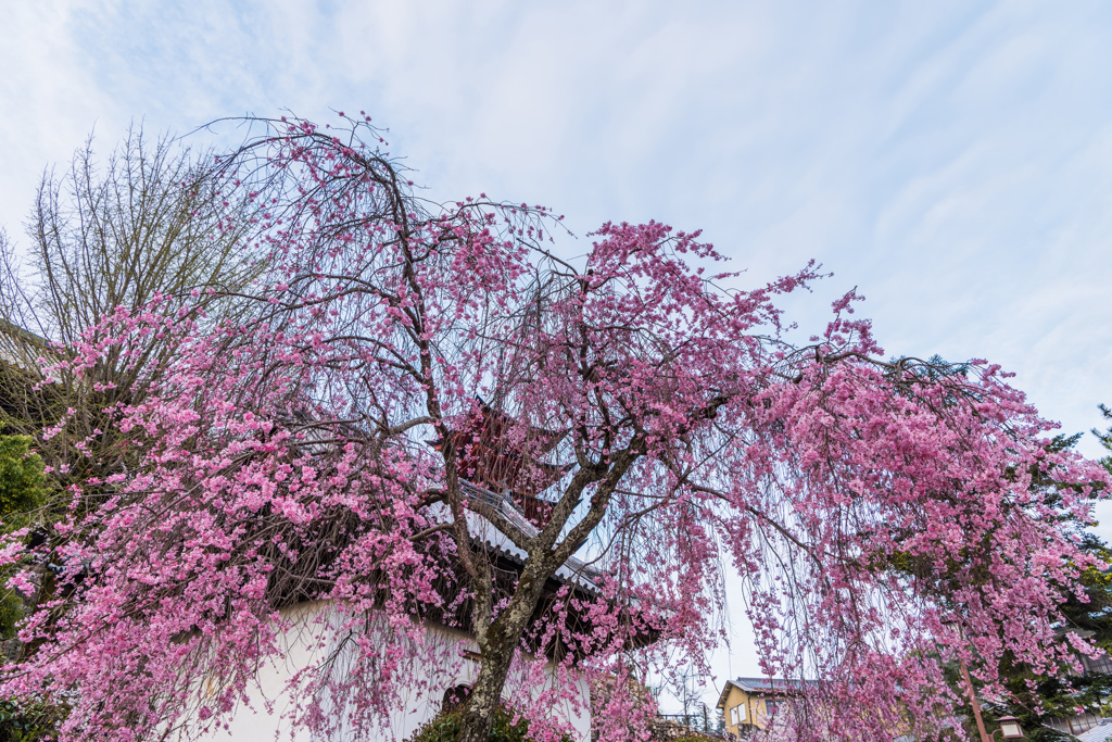 しだれ桜