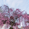 しだれ桜