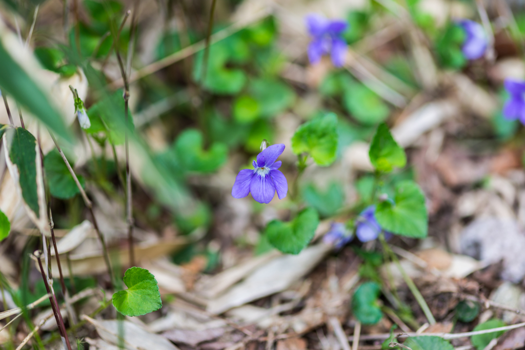 妙見岳のタチツボスミレ