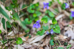 妙見岳のタチツボスミレ