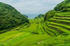 夏の浜野浦-2