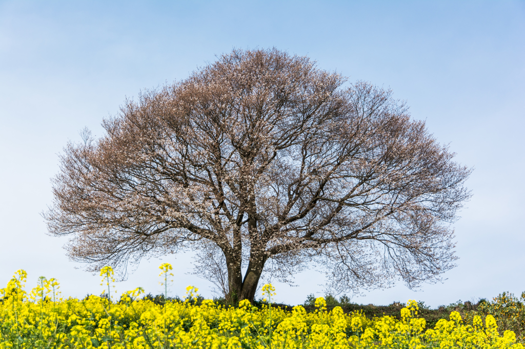 馬場の山桜-三分咲-1