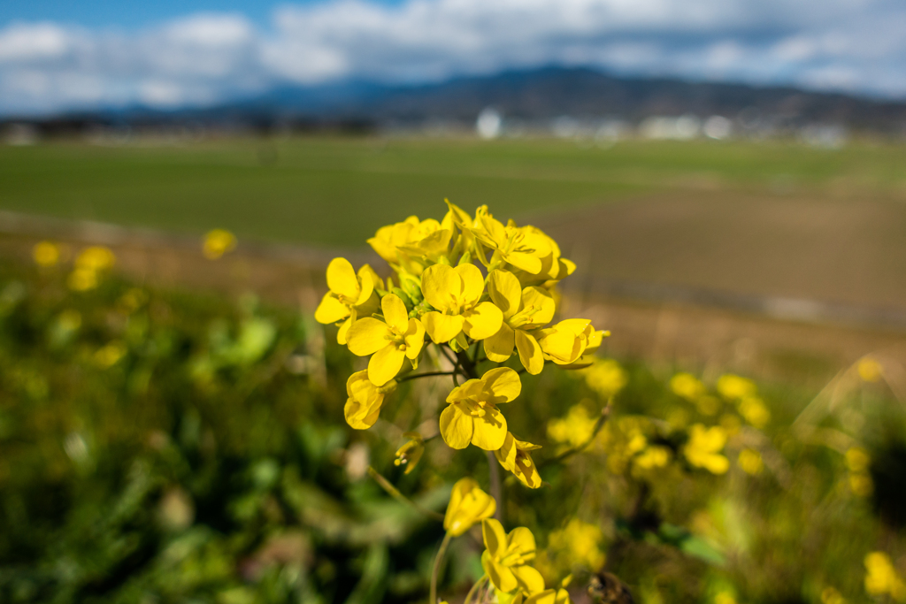 菜の花