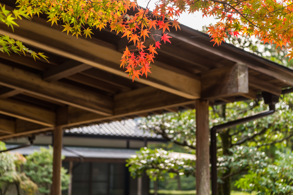 東原庠舎の紅葉