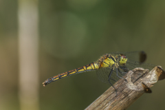 マユタテアカネ♀