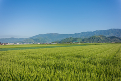 天山と麦畑