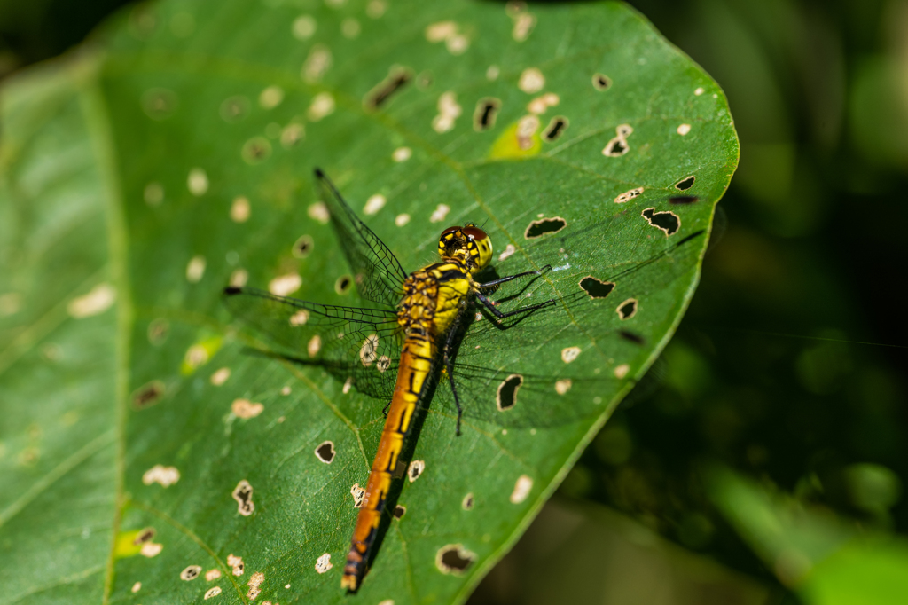 ヒメアカネ♀