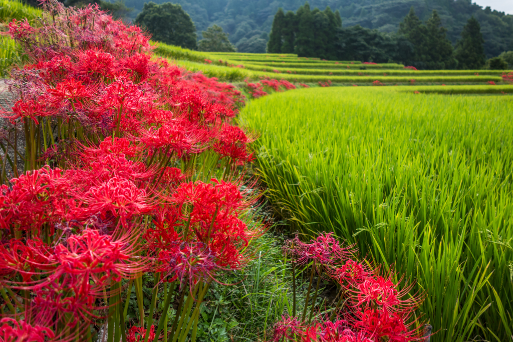 棚田の彼岸花-1