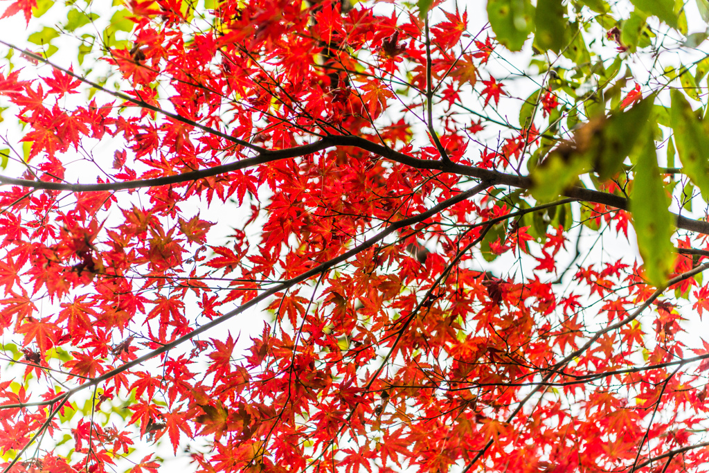 竜門峡の紅葉-4