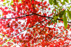 竜門峡の紅葉-4