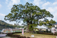 若木の大楠