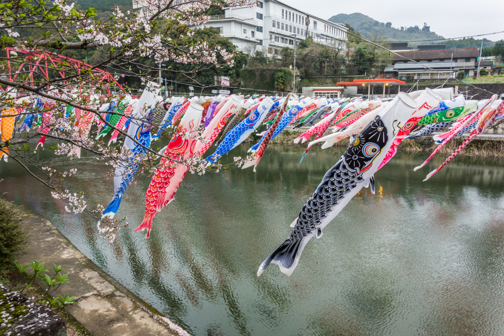 桜から鯉のぼりの季節へ