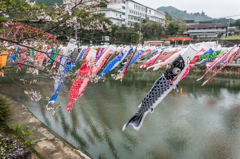桜から鯉のぼりの季節へ