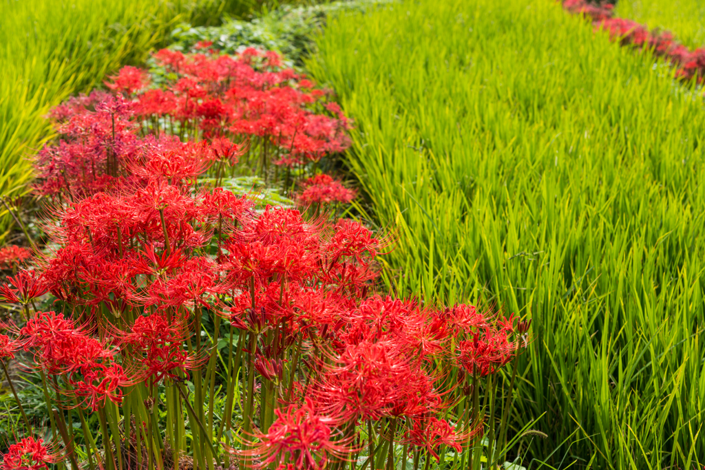 江里山の彼岸花-06