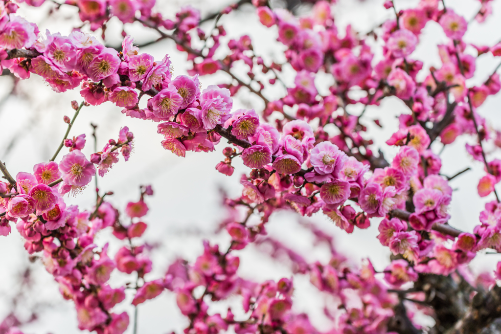 牛尾神社の紅梅-2