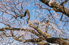 宝珠寺のしだれ桜-13