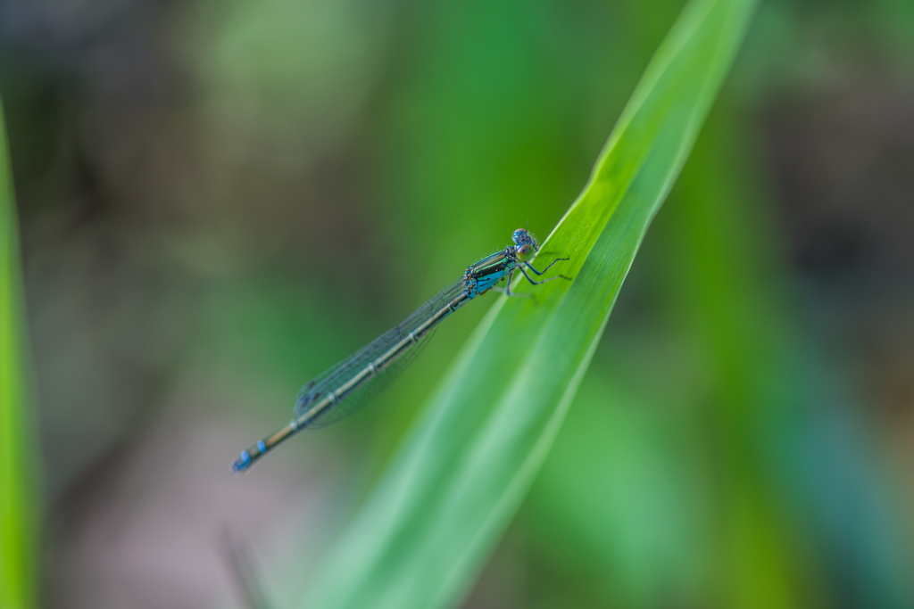 クロイトトンボ 青色型 By Koichifun Id 写真共有サイト Photohito