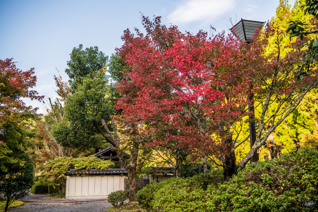 東原庠舎の紅葉