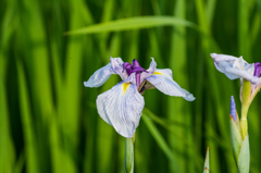 花菖蒲@神野公園-2