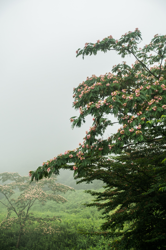 ガスの中のネムノキ