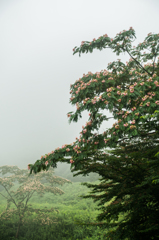 ガスの中のネムノキ