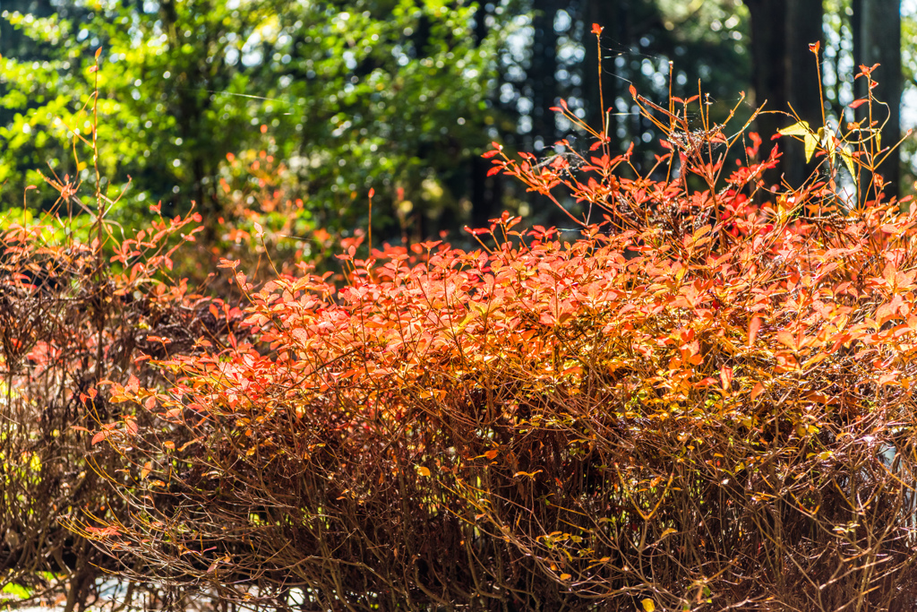 池山水源の紅葉-2