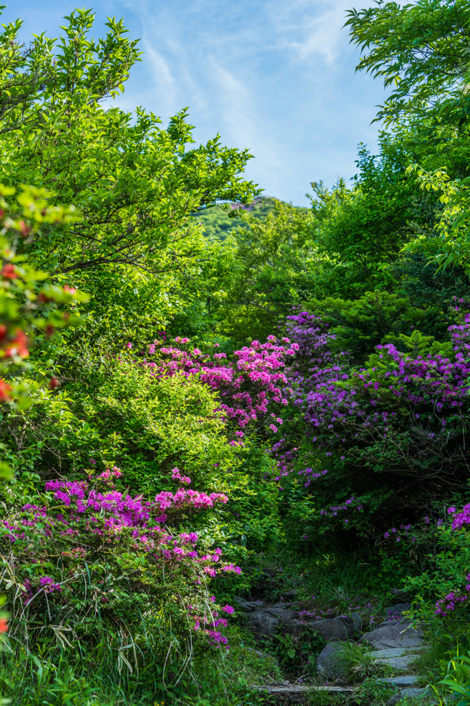 ミヤマキリシマの咲く登山道-1