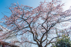 宝珠寺のヒメシダレ-6 宝珠寺のヒメシダレ-6