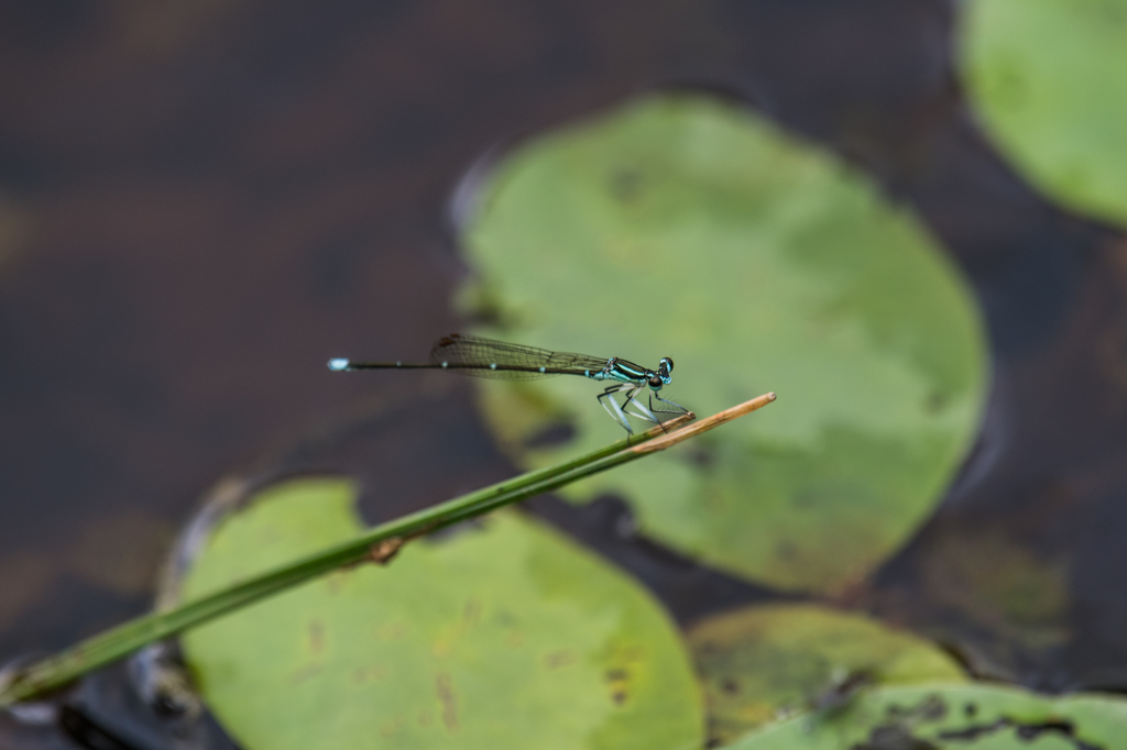 モノサシトンボ