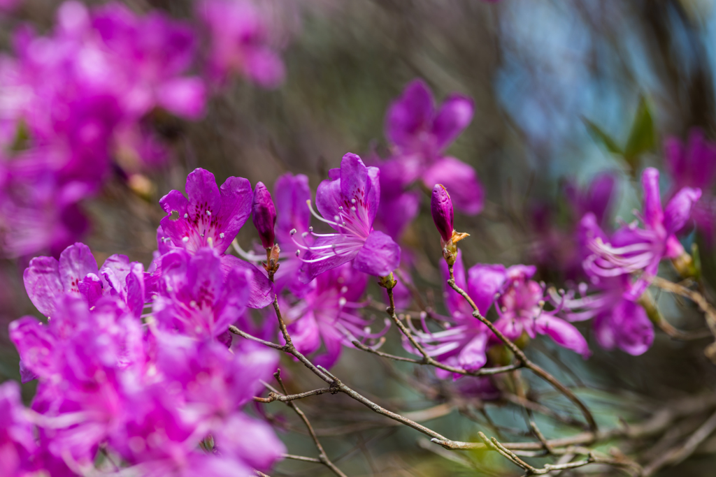 妙見岳のミツバツツジ-3